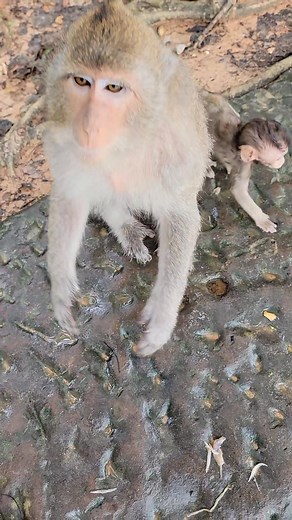 Gracie like walk | Hand Products