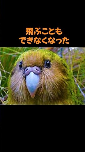 The adorable life of the weakest animal on Earth, the kakapo