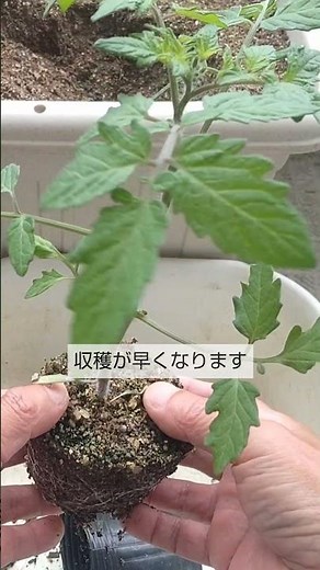 4/10【ミニトマト】植付け（2回目） こうして植付けをすれば成長が早く大きく育って収穫が早くなります