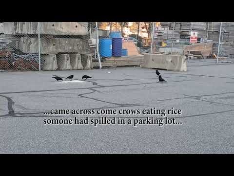 "The Observer's Guide to the Apocalypse" quickie VFX behind the scenes