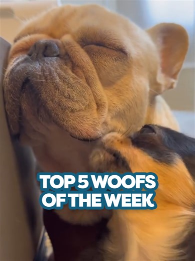 Your 1000s of votes have been counted! 🫶 Here are your Top 5 Woofs of the Week 🤩 With big thanks to our woof friends: 5 - Orange - IG chow.smooth.3bears 4 - Spencer - IG our.boy.spencer 3 - Kokoa-chan and Milk adorable scene IG 0wanko_sisters0 2 (tie!) - Poppy - IG poppyseedinnyc 2 (tie!) - Mookie - IG californiadreamfrenchies 1 - Kiki & Zamba - IG stylish_paws #funnydogs #funnydogvideos #doglover #dogsoftiktok