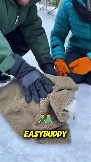 Snow Owl Trapped in Hidden Wire Shocking Winter Rescue ❄️🦉 #SnowOwlRescue#AnimalRescue#WinterRescue
