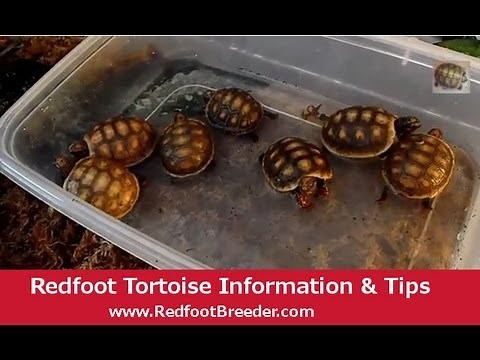 Redfoot Tortoise Hatchling Care Tutorial