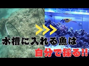 【海水魚採集】水槽に入れる魚を素潜りで採集してみた