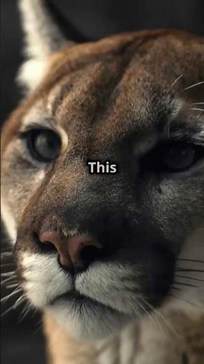 The Cougar’s Masterful Hunting Skills: Stealth and Strength #cougars #wildlifebattle #bigcats