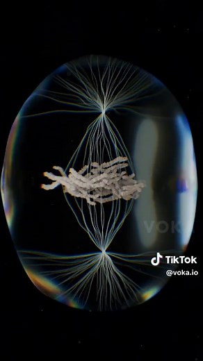 Explore Mitosis: The Process of Cell Division in 3D