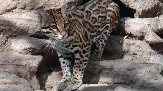 Send your Valentine a 'Wild Heart Gram' from a Salisbury Zoo animal