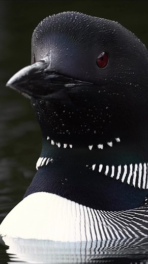 729K views · 28K reactions | Common loons have the most beautiful feather details when seen up close | Harry Collins Photography | Facebook