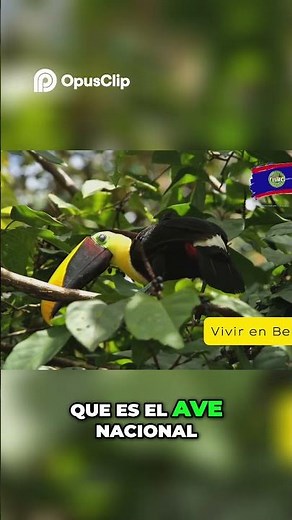 Belize A Wildlife Paradise Jaguars, Birds & More