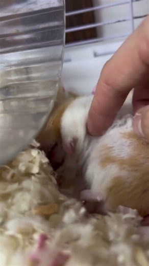 Golden Thread Bear & Chubby Hamster: Adorable Pet Debut & Daily Rat Care Tips