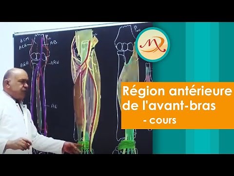 Anatomie de la région antérieure de l'avant-bras: cours