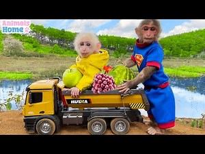 Smart BiBi helps dad harvest fruit for baby monkey Obi