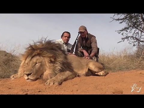 CAZANDO CON RAMIRO EL LEÓN A LA HUELLA EN EL KALAHARI