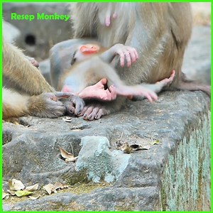 Spoil Big Child Still Tantrum Crying Loudly To Insist Milk Breasting From mom | RESEP Monkey