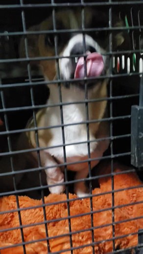 2.4K views · 262 reactions | 18 dogs got to leave the shelter early...