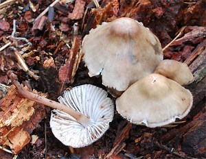 Mycena maculata - Alchetron, The Free Social Encyclopedia