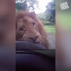 27M views · 15K shares | This is what happens when animals FIGHT BACK!! | This is Happening | Facebook