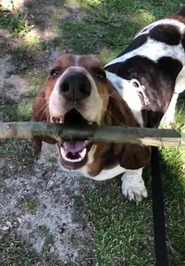 sticks and i stick together! 💕 | Dean The Basset