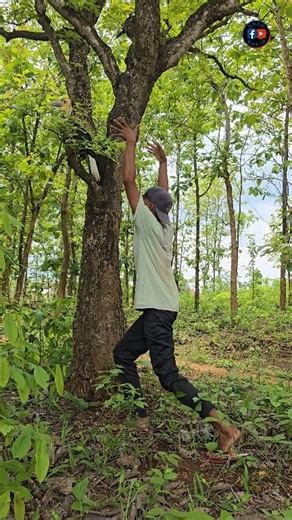 Catch a big bird | Ilham Bakir