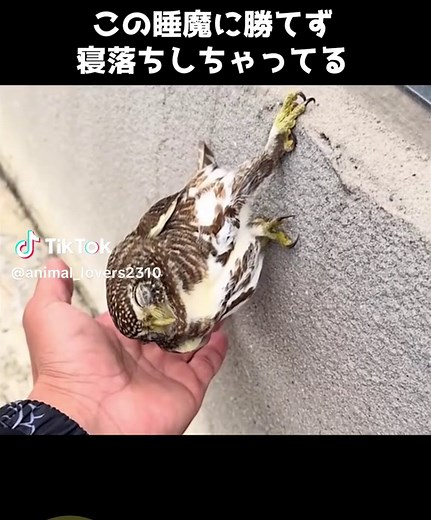 アナホリフクロウが可愛過ぎる、、🦉 #動物 #雑学 #アナホリフクロウ #かわいい