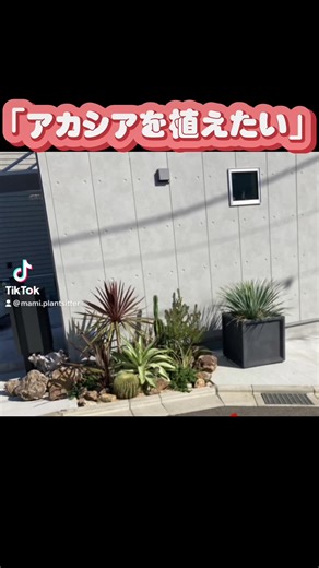 以前お造りしたお庭です、お客さまから「アカシアブルーブッシュを植えたい」とご相談がありましたので、植え替えます。掘り出したアガベと、レッドスターは鉢植えにします。庭は一回で完成ではなく、少しずつ自分色に変化させていくのもステキな事かと思います😊#植物 #ドライガーデン#コルジリネレッドスター#アガベ#ロックガーデン#小庭#ガーデニング#プラントシッター