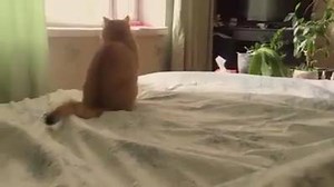 1.7K views · 87 reactions | Kitty detective! | Meow Meow | Facebook