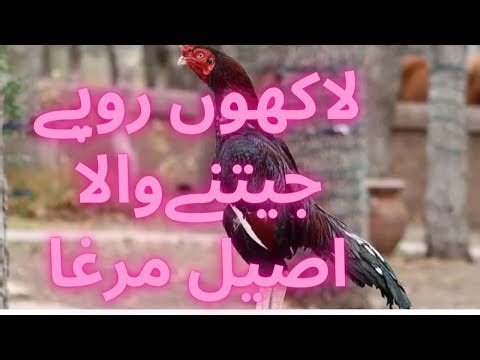 Aseel Murga Aseel Roaster fight in Punjab Pakistan