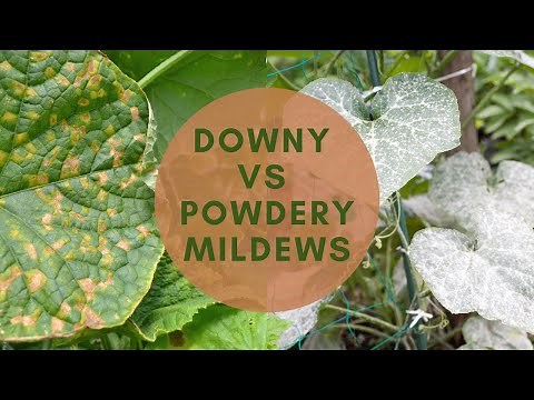 Downy VS. Powdery Mildew: Identify, Prevent, Treat
