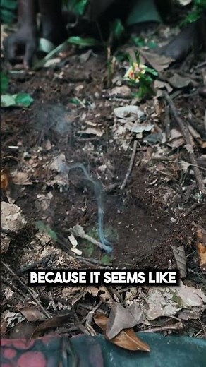 How to Hunt Rats in the Congo 🐀