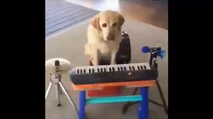 可爱爆笑萌宠甜蜜日常合集