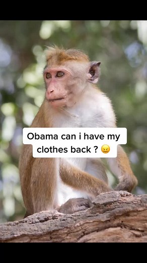 Funny Monkey Drip Compilation Monkey Memes