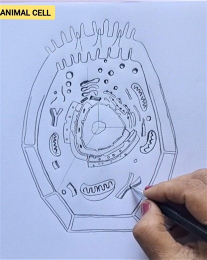 How to draw animal cell easily / animal cell diagram/CBSE science diagram