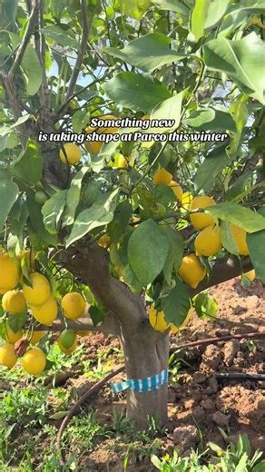 Parco Ibiza: Exciting Renovations and New Beginnings