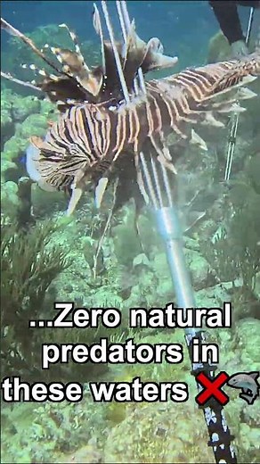 Why Lionfish Are Destroying Local Ecosystems And How Divers Can Help