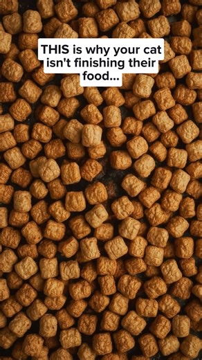 Did you know: 95% of cat parents see incredible health changes after switching to KatKin? 樂 From less mess in the litter tray to improved appetite and softer, thicker fur. Because our real meat recipes help cats thrive. No compromises. Sign up today + get 20% off your two-week trial box of fresh cat food. | KatKin | Facebook