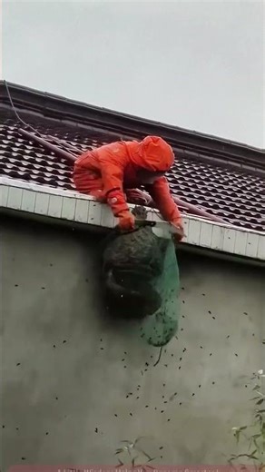 Professional Bee Hunter Captures Massive Beehive from Rooftop with a Big Net!