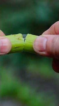 A Thousand-Year Red 🔴 | Longquan Vermilion Ink Paste