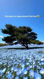 8K views · 123 reactions | Save this to your Japan bucket list!...