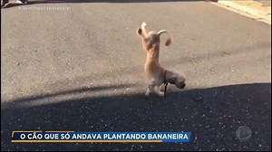 Conheça o José Bananinha, o cachorro que ficou conhecido por andar plantando bananeira. Saiba mais! #LiguenaNDTV #DomingoEspetacular #RecordTV | NDTV Record