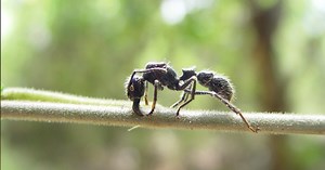 Death By Ants: Can Ants Kill Humans? - SciFAQs