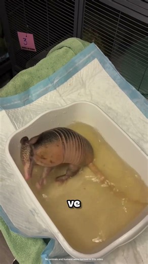 ¿Por qué no debes tener un Armadillo? 😱🦔