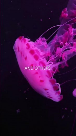 JELLYFİSH FAST FACTS IN 20 SECOND