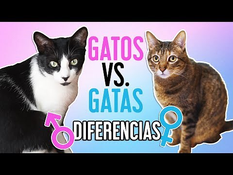 DIFERENCIAS entre GATOS macho 😺♂️Y GATAS hembra 😸♀️| ¿Se comportan distinto?