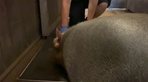 26K views · 261 reactions | Here’s a little update on our ‘not so little’ girl. 鍊 This week, Aurora, the hippo calf, topped the scales at 67 kg. She has improved her bottle feeding, grown confidence in her pool and can now get in and out of her pool all by herself (kind of) Our keepers couldn't be happier with Aurora's progress! #hippoupdate #hippo #babyhippo #hippocalf #flamingoland #ukzoo | Flamingo Land Resort | Facebook