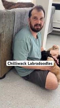 ✨ A Glimpse into Our Day at Chilliwack Labradoodles ✨