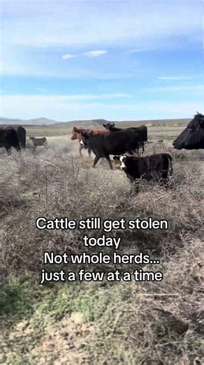 Why Ranchers Brand Cattle (It’s Not What You Think)