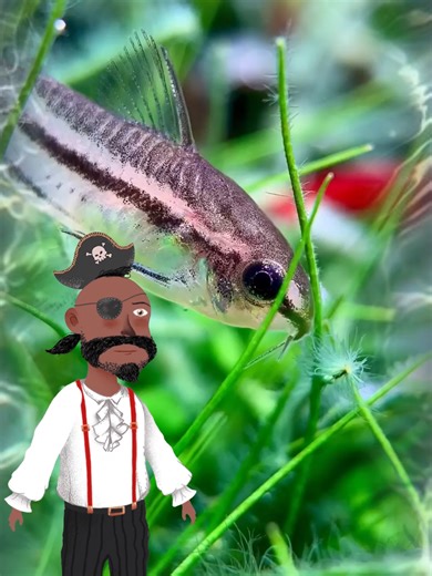 Perawatan Ikan Corydoras: Tanda Sehat atau Tidak?