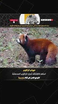 حيوان الراكون : استعد لاكتشاف أسرار الراكون المدهشة 🦝