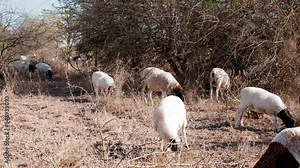 hundreds of goats and sheep search for water and food after the extreme drought in the African landscape