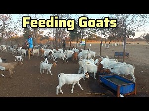 Feeding the goats and sheep at Manyika Farm in Choma Zambia